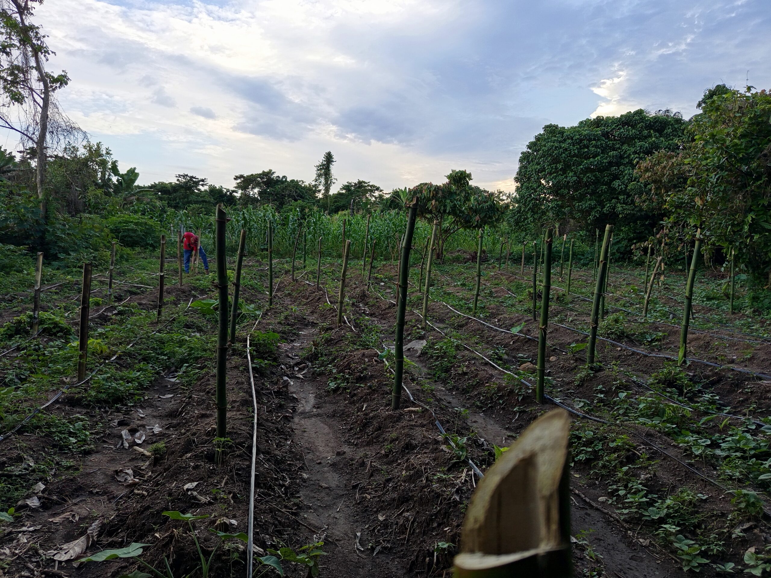 Irrigation kit on our tomatoes demo farm