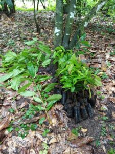 Cocoa seedlings for planting