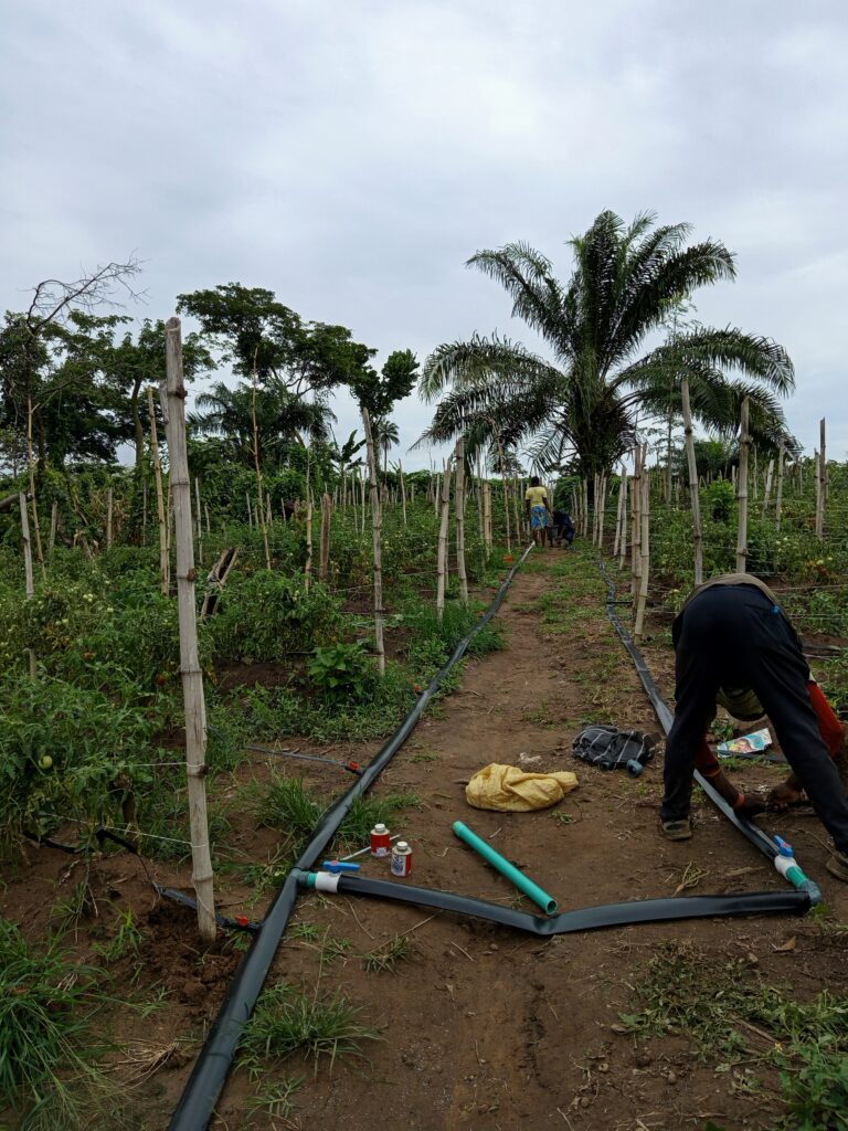 Irrigation kit on a tomato farm